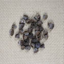 Eucalypthus bes 